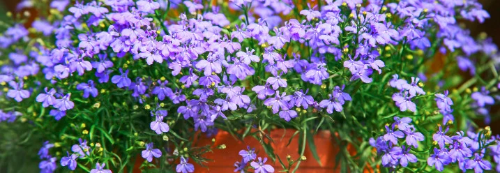 Lila Lobelien in einem Topf